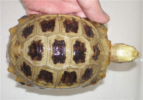 龟的智商很低吗？