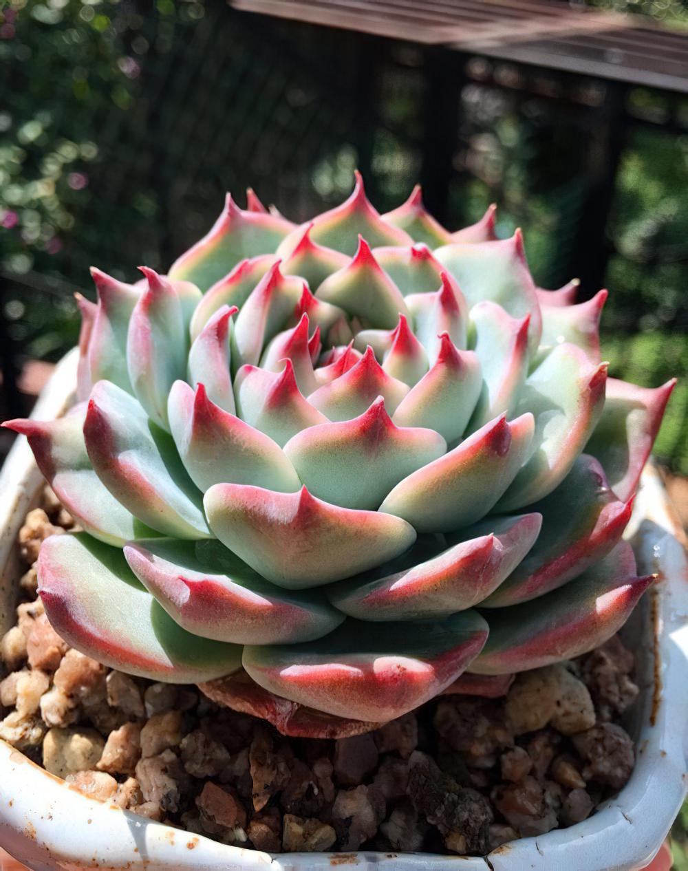 瘦死的骆驼比马强！季节的变化还是让肉肉们开始悄悄变美