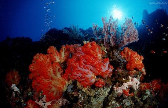 珊瑚岩礁生态造景缸介绍