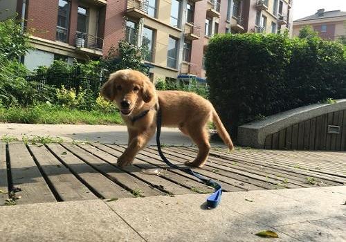 狗狗走路不稳的原因都有哪些？