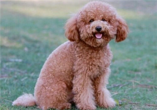 犬冠状病毒的症状