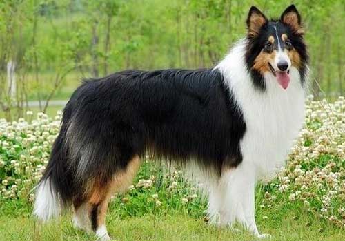 苏格兰牧羊犬市场价格？