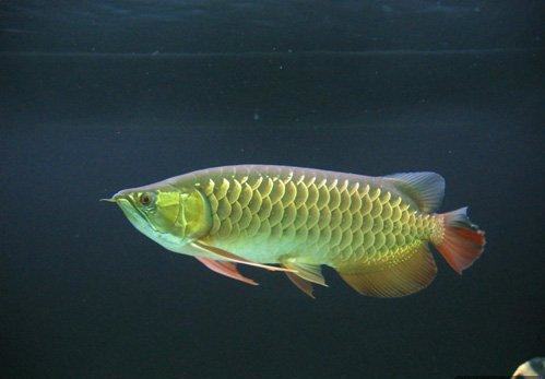 亚洲龙鱼的喂食要点