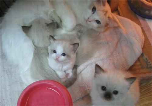 教你看猫咪的生化化验报告之肾功能检查 教你看猫咪的生化化验报告之肾功能检查