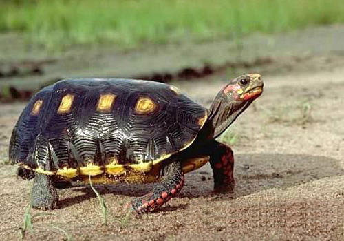 陆龟适合的生长环境