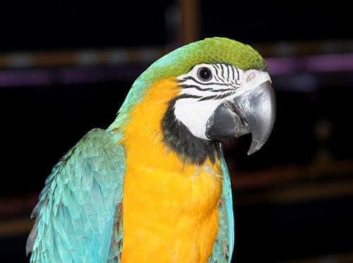 冬季鹦鹉饲养注意事项