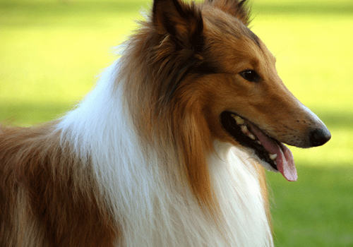 狗狗相关行为知识