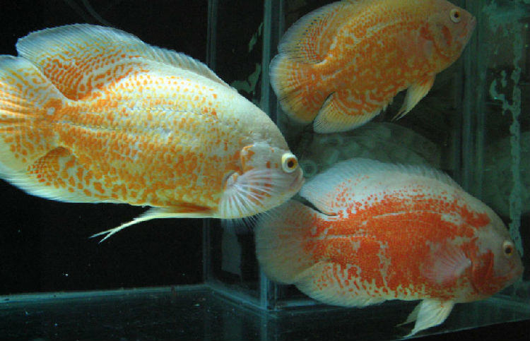 如何减少鱼类寄生虫