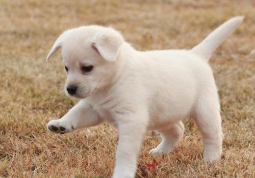 狗狗皮肤的状态能说明什么问题