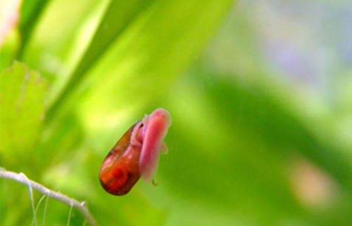 苹果螺的饲养要点