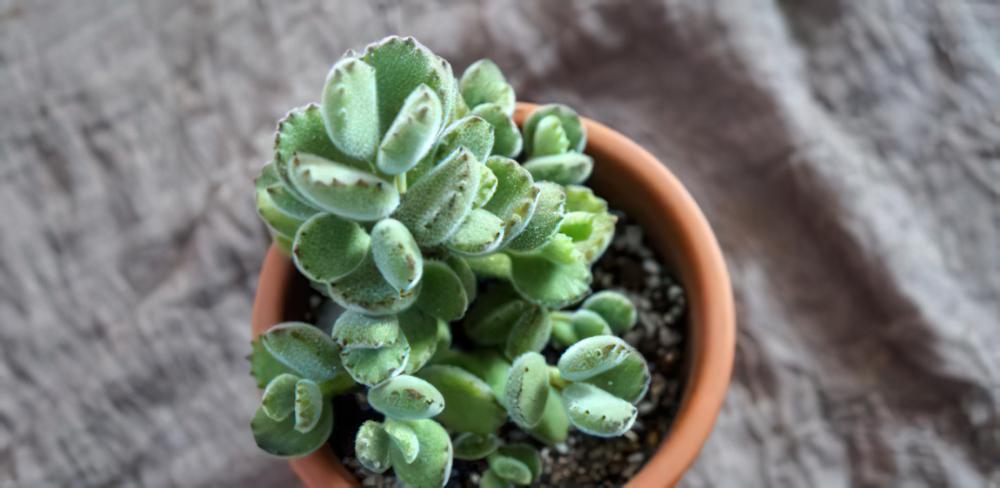 专业养熊三年有余：为被世人冤枉的多肉植物小熊（熊童子）正名