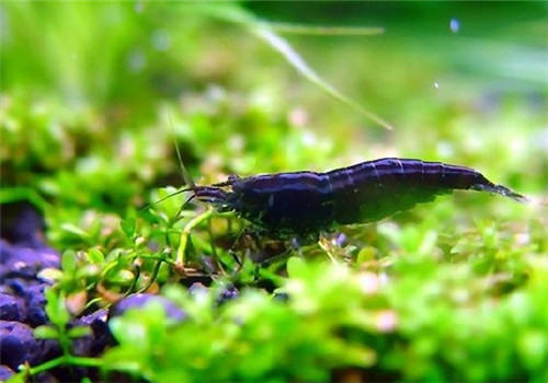 饲养黑壳虾的常见问题