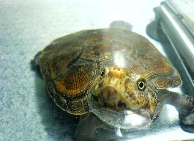 水龟的日常饲养及照料