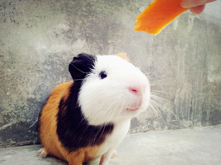 荷兰猪结扎的优缺点分析