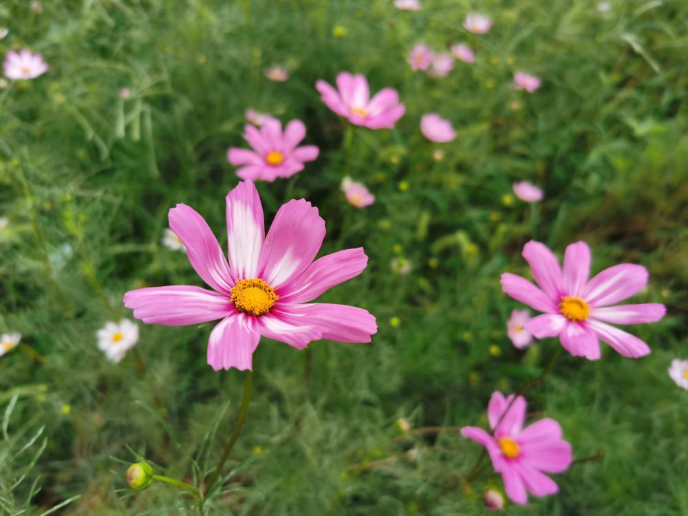 波斯菊怎么养