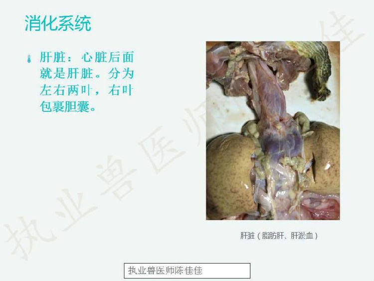 龟的消化系统、循环系统、淋巴系统介绍