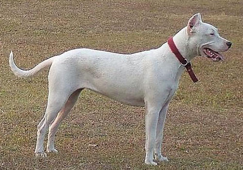 杜高犬脾气怎么样