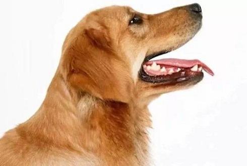 狗狗乱叫怎么办？狗狗乱叫怎么纠正