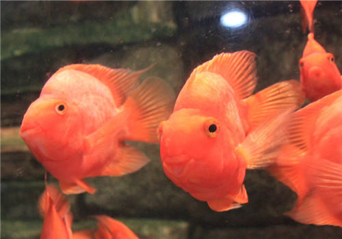 大型水族箱过滤器的挑选要点