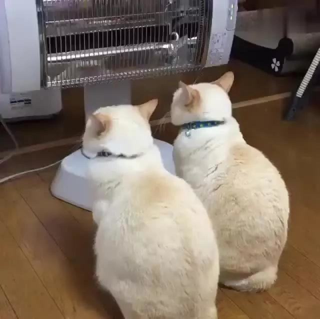 冬天猫咪怎么养？猫咪烤糊了怎么办？