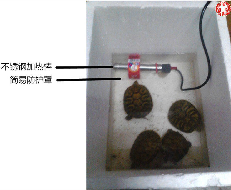 宠物龟疾病护理方法介绍系列之温度管理