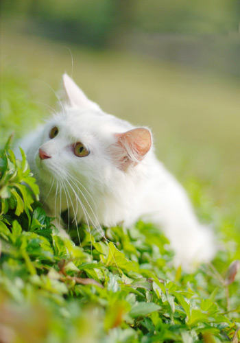 小猫慎防三大类过敏性皮炎