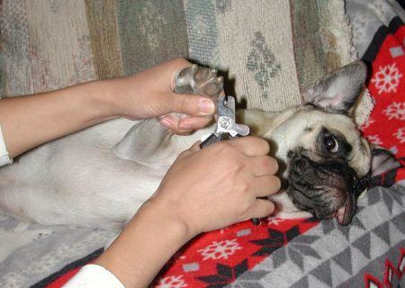 怎么给狗剪指甲？给狗剪指甲怎么看血线