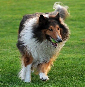 怎么训练苏格兰牧羊犬的胆量