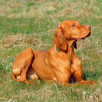 威斯拉犬多少钱？威斯拉犬介绍