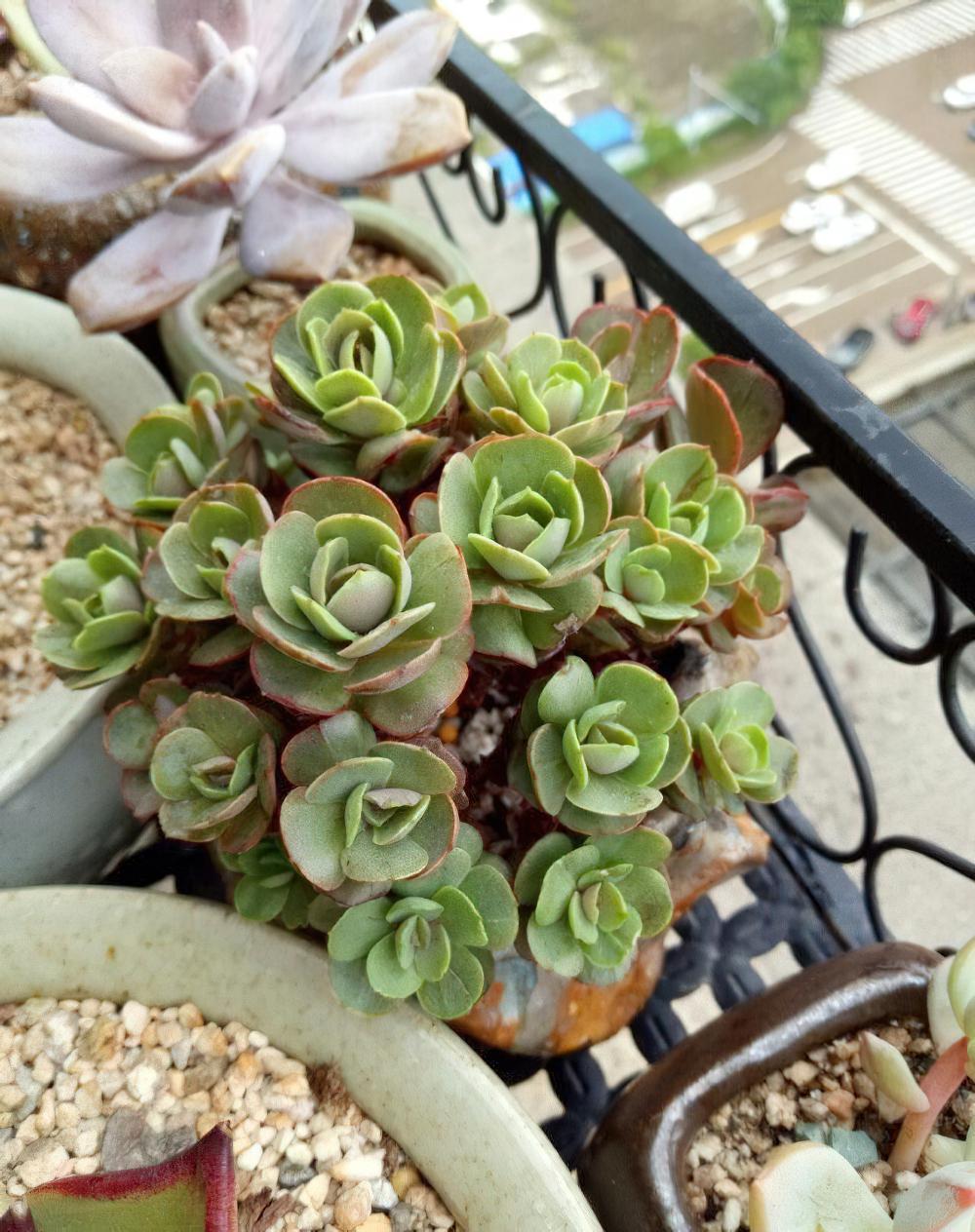 我就想问还有谁？能像我这样拼命给多肉植物淋雨的