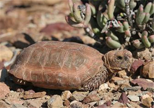包兰格海角陆龟的品种简介