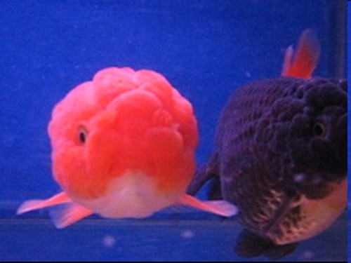 红虎头金鱼的外形特点