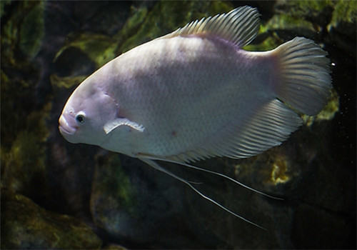 观赏鱼水蛭病的治疗建议 观赏鱼水蛭病的治疗建议