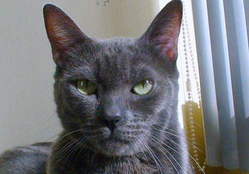 科拉特猫的养护知识 科拉特猫的养护知识