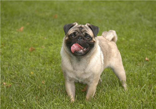 如何从进食习惯解决狗狗挑食