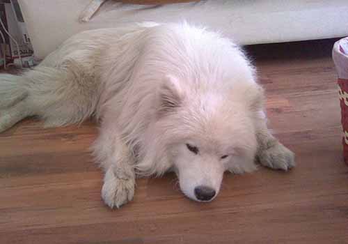 狗瘟抽搐怎么办？狗瘟的症状有哪些