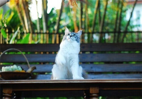 夏天猫咪易患哪些疾病