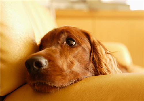 犬用营养膏的喂食要点