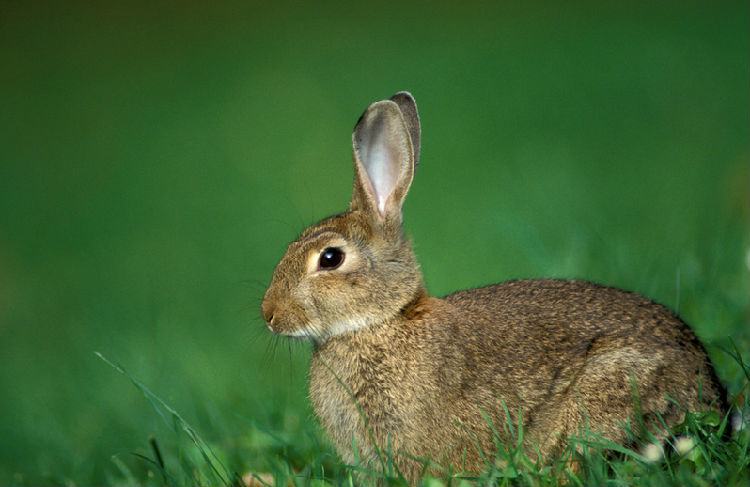 兔兔肠胃病的防治