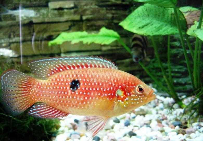 红宝石鱼的外形特点