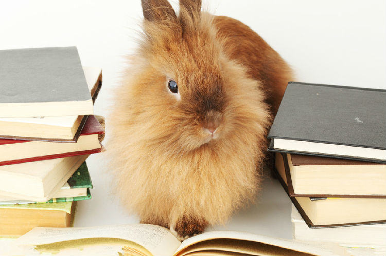 聪明兔兔能够辨别主人吗