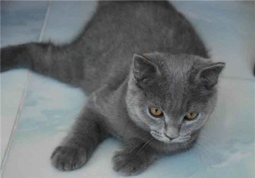 老年人养猫可以降低中风的几率