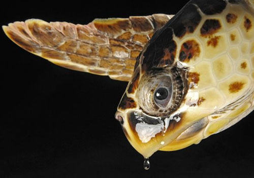 观赏龟养护之蠵龟