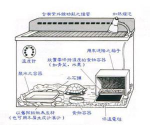 各种龟窝的布置图分享（图）