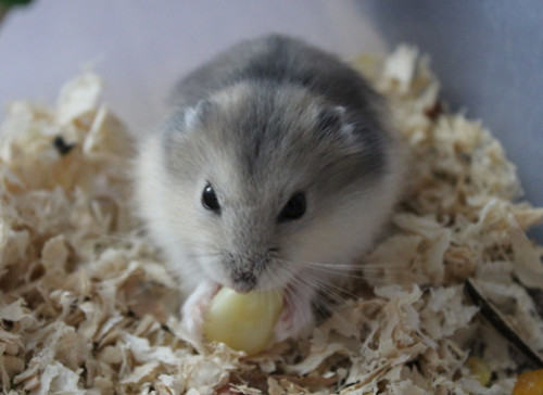 如何与刚买的仓鼠相处