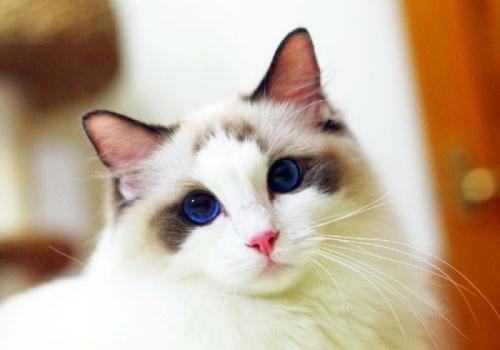 布偶猫怎么训练？布偶猫的训练