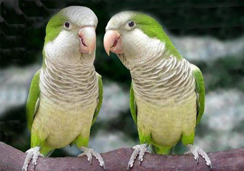 和尚鹦鹉的形态特征