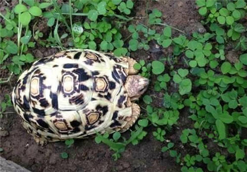 豹龟吃什么主食比较好？