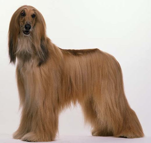 帮助阿富汗幼犬适应新环境