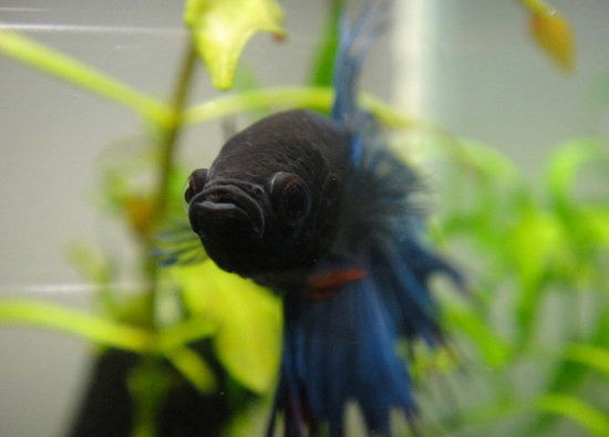 如何正确饲养泰国斗鱼